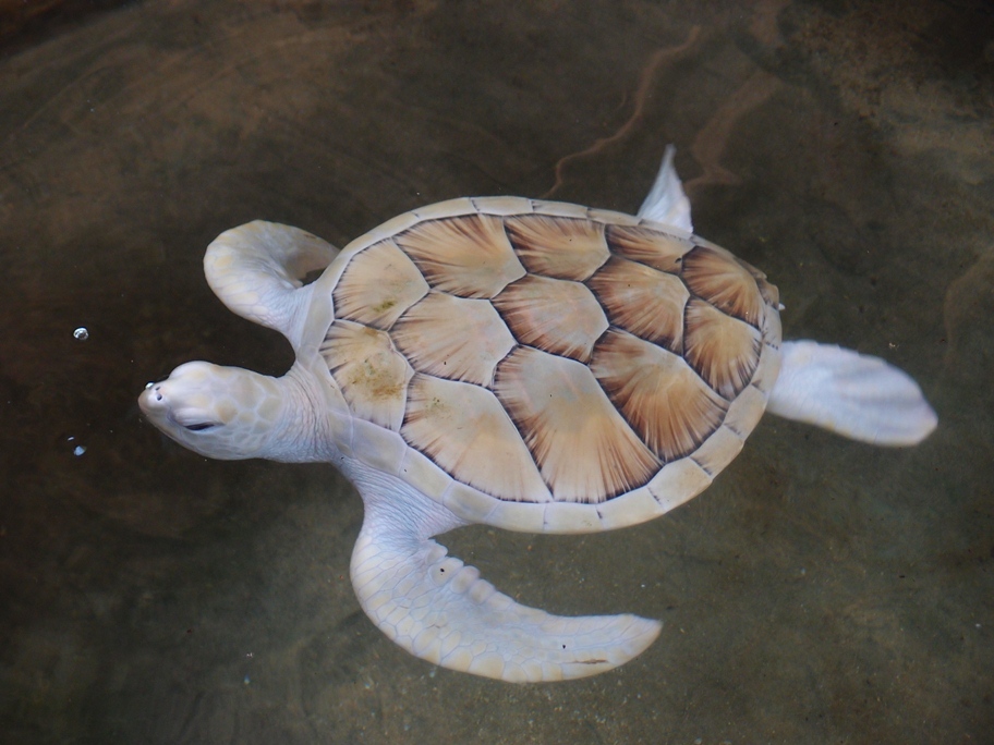 15-albino-turtle.jpg