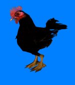 midnight_rooster.jpg